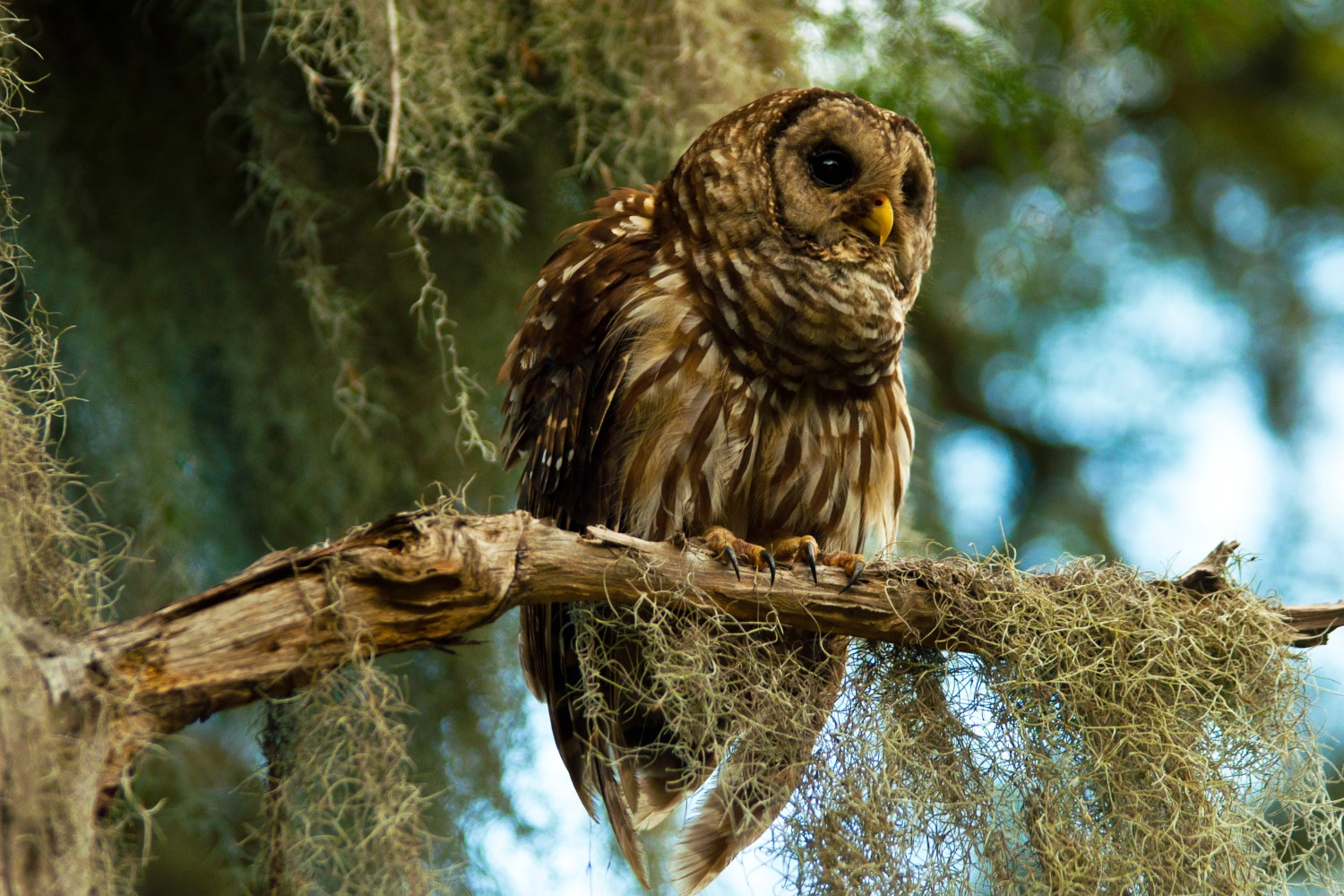 Roanoke River Wildlife Refuge